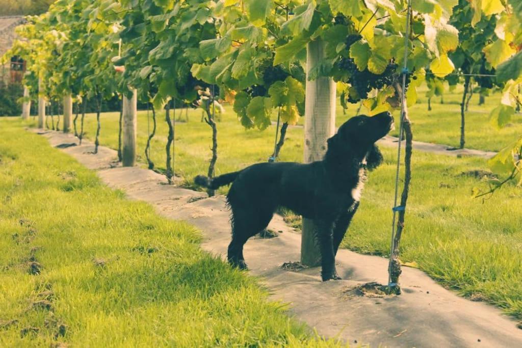 Llanerch-Aeron Vineyard Country Cottage מראה חיצוני תמונה