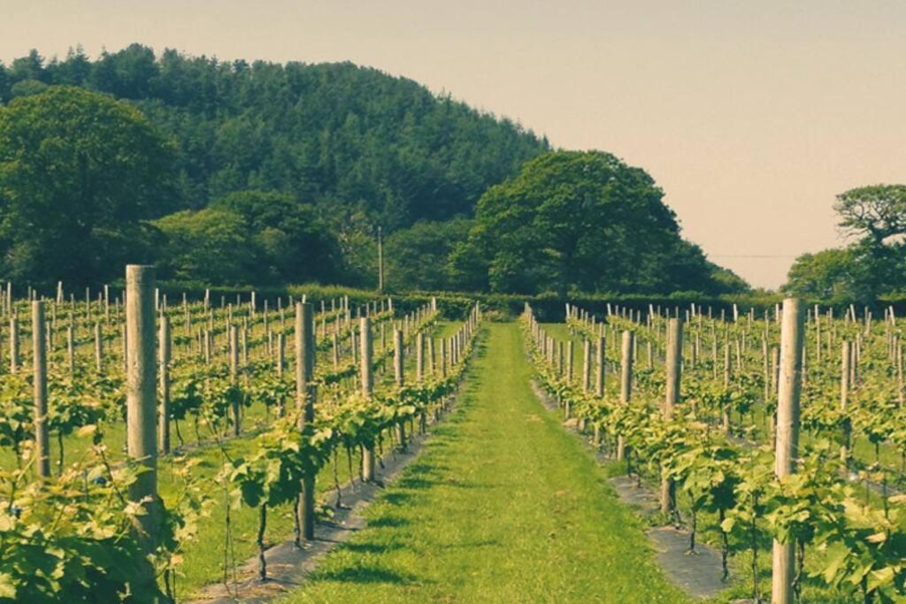 Llanerch-Aeron Vineyard Country Cottage מראה חיצוני תמונה